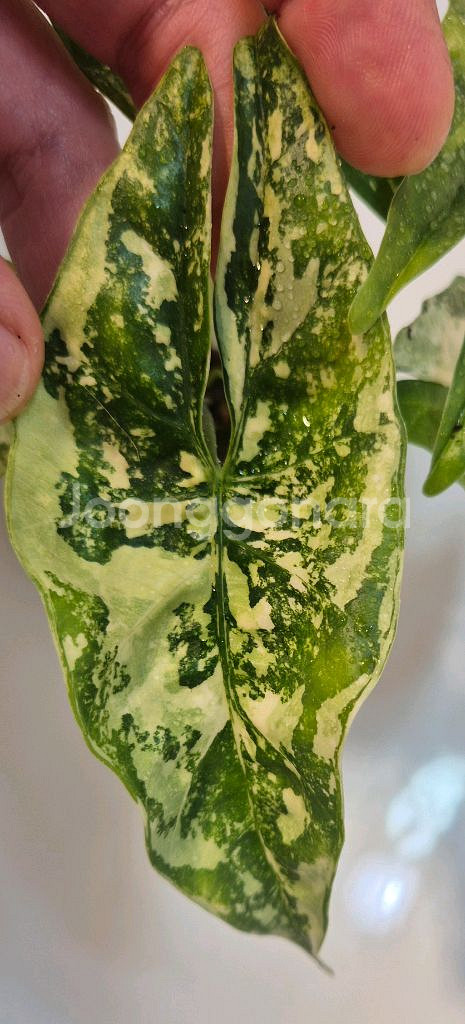 알로카시아 심포 화이트 바리에가타 무천이--0