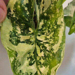 알로카시아 심포 화이트 바리에가타 무천이