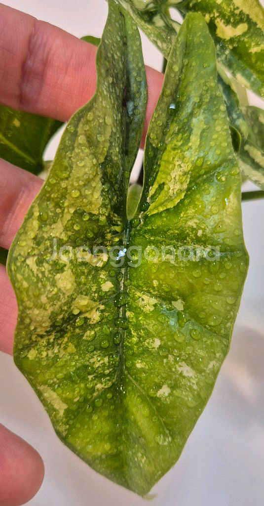 알로카시아 심포 화이트 바리에가타 무천이--2