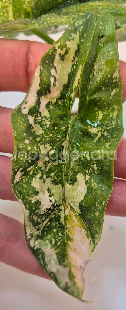 알로카시아 심포 화이트 바리에가타 무천이--1