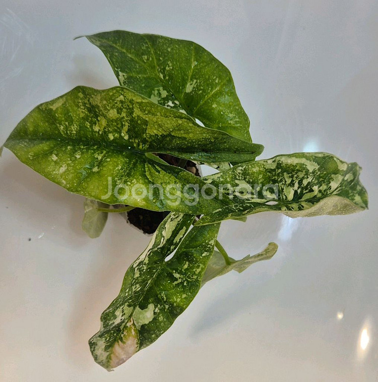 알로카시아 심포 화이트 바리에가타 무천이--3