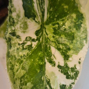 알로카시아 심포 화이트 바리에가타 무천이