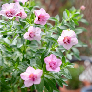 칼리브라코아 스트로베리라떼