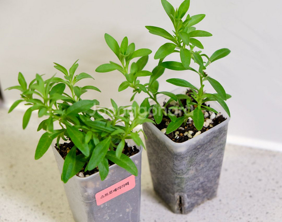 칼리브라코아 스트로베리라떼--1