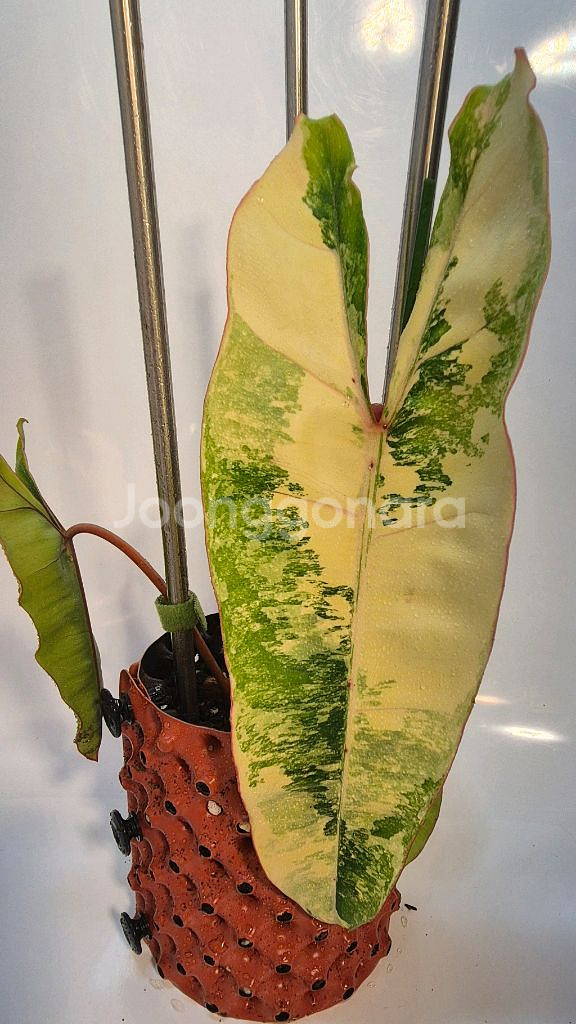 필로덴드론 빌리에티에 바리에가타 무천이--0