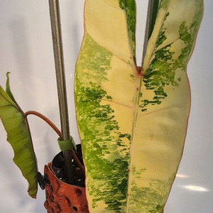 필로덴드론 빌리에티에 바리에가타 무천이