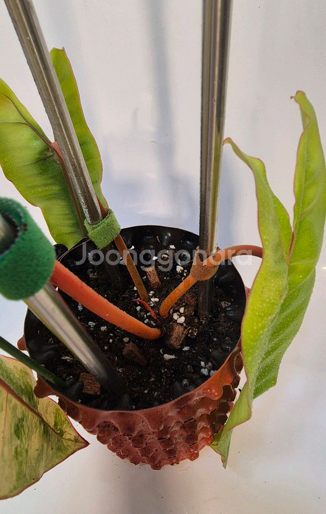 필로덴드론 빌리에티에 바리에가타 무천이--1