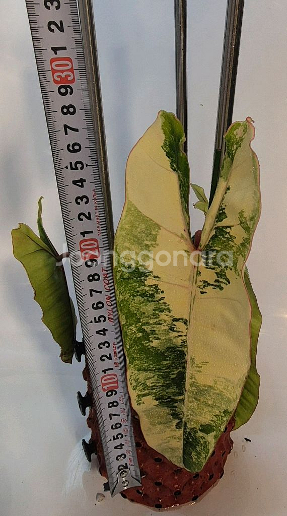 필로덴드론 빌리에티에 바리에가타 무천이--2