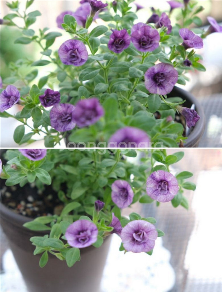 칼리브라코아 엔틱10--0