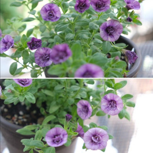 칼리브라코아 엔틱10