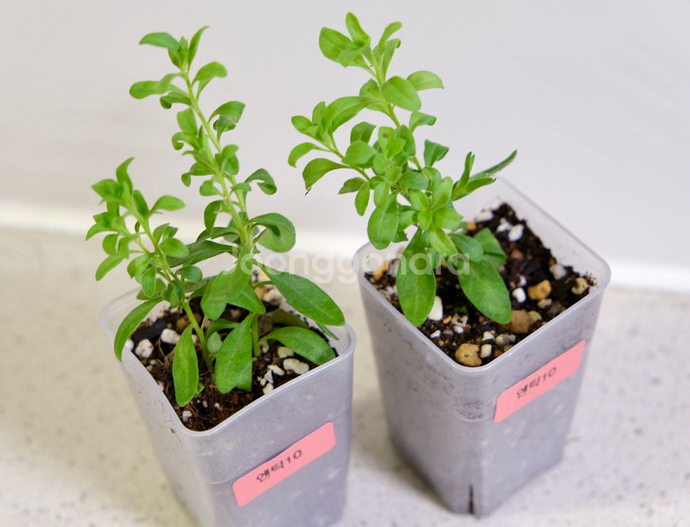 칼리브라코아 엔틱10--1