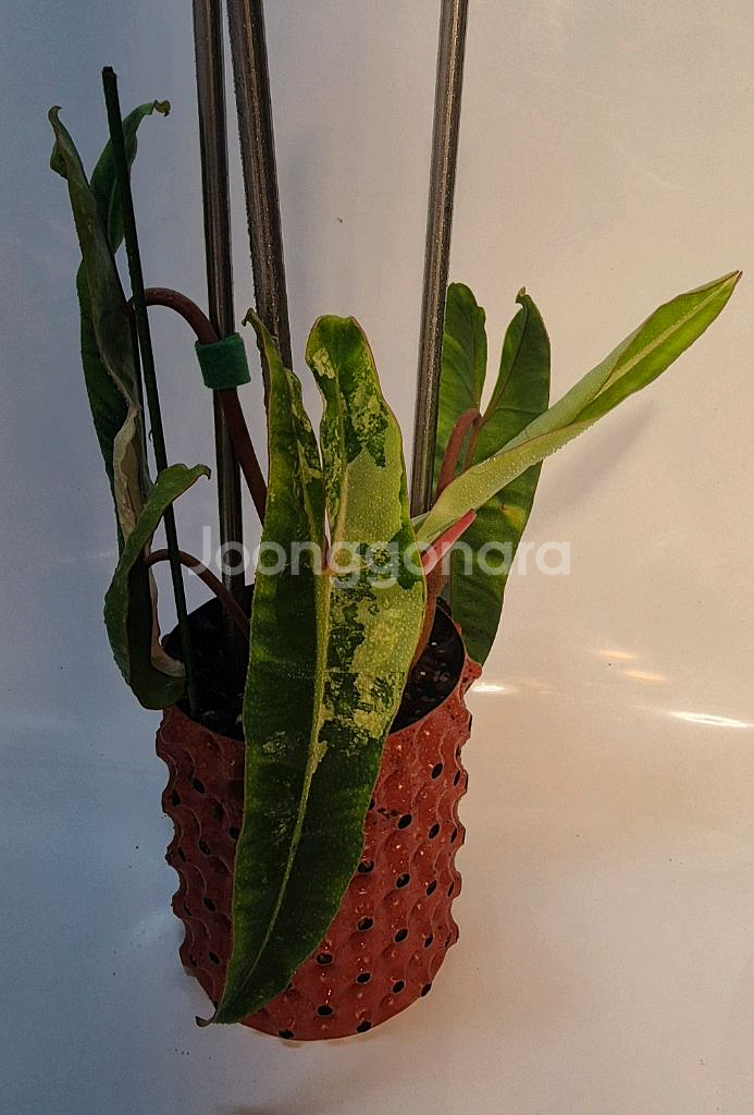 필로덴드론 빌리에티에 바리에가타--0