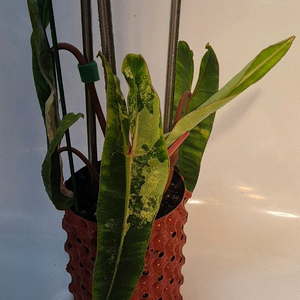 필로덴드론 빌리에티에 바리에가타