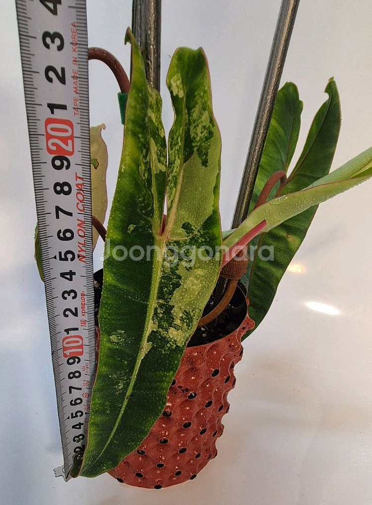 필로덴드론 빌리에티에 바리에가타--2