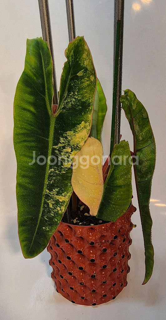 필로덴드론 빌리에티에 바리에가타--1