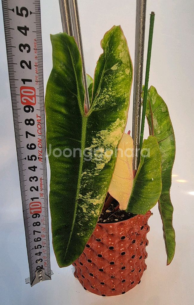 필로덴드론 빌리에티에 바리에가타--3