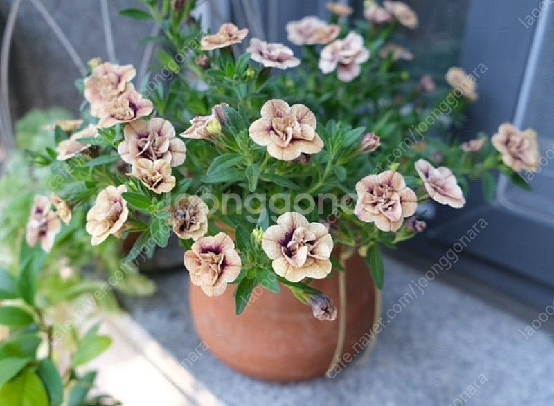 칼리브라코아 엔틱20--0