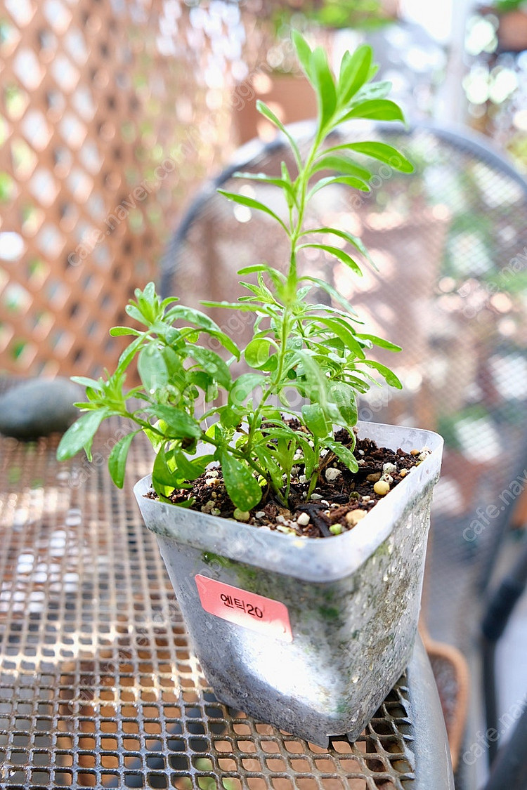 칼리브라코아 엔틱20--1