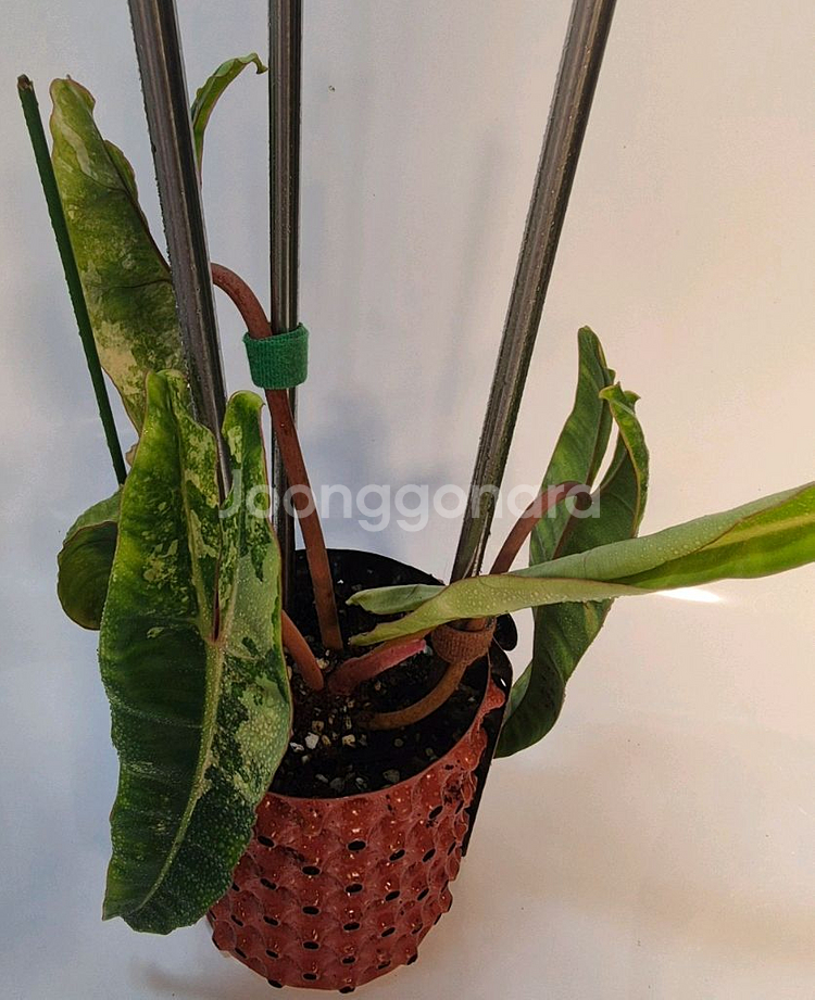 필로덴드론 빌리에티에 바리에가타--4