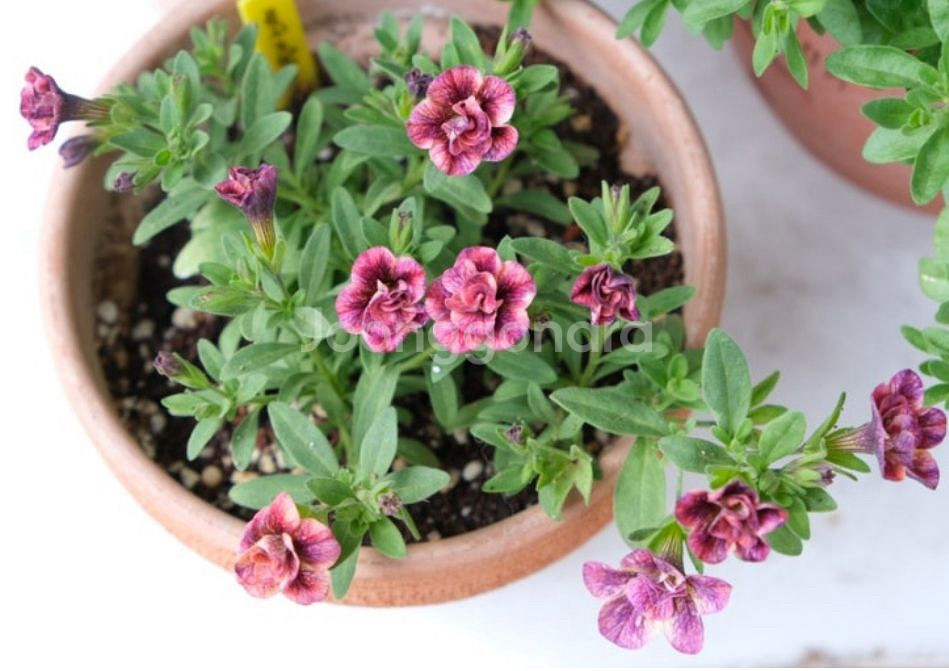 칼리브라코아 체리쥬빌레라떼--0