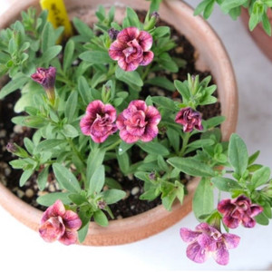 칼리브라코아 체리쥬빌레라떼