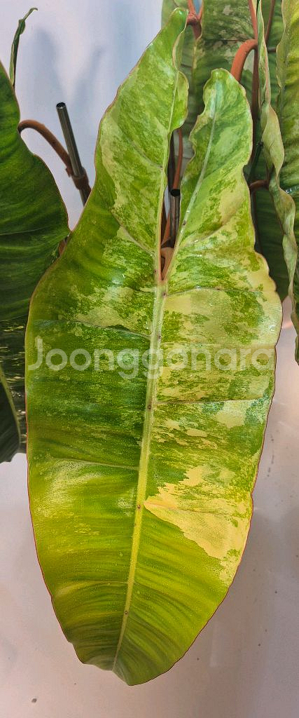 필로덴드론 빌리에티에 바리에가타--2