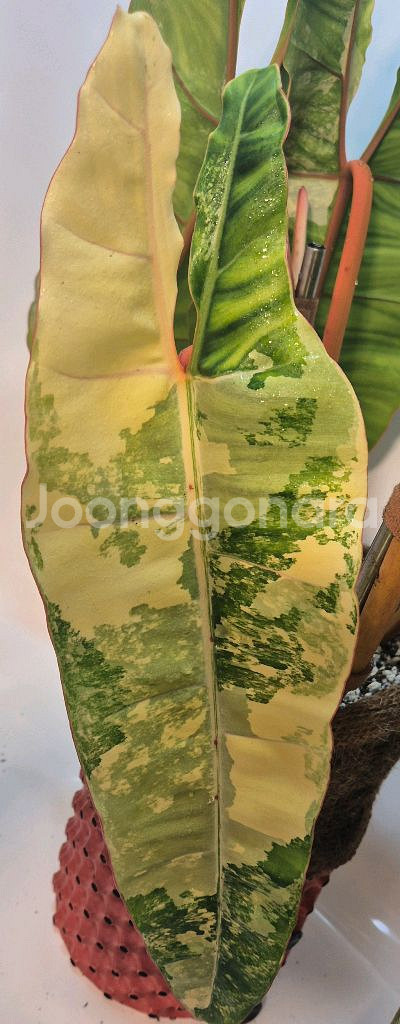 필로덴드론 빌리에티에 바리에가타--1