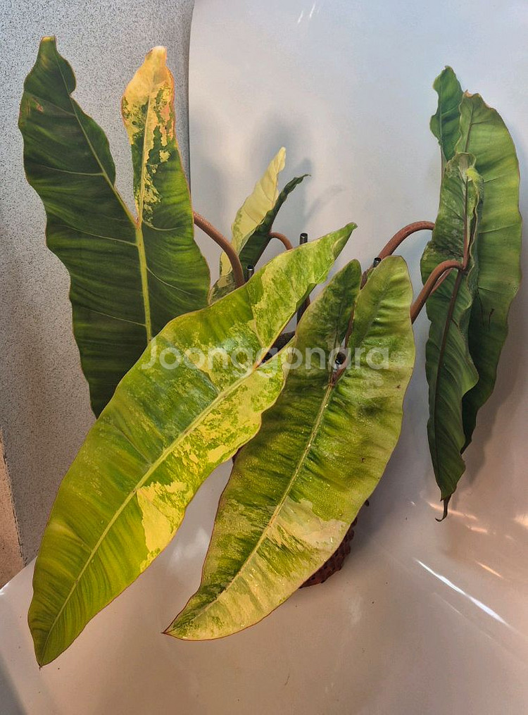 필로덴드론 빌리에티에 바리에가타--0