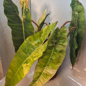 필로덴드론 빌리에티에 바리에가타