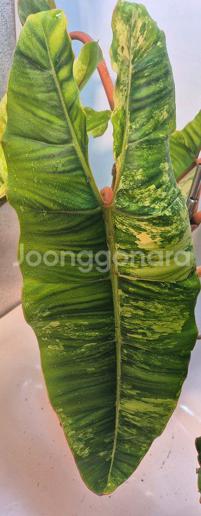 필로덴드론 빌리에티에 바리에가타--3