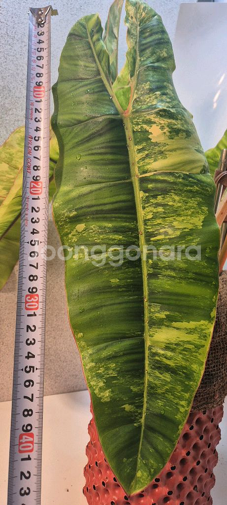 필로덴드론 빌리에티에 바리에가타--4