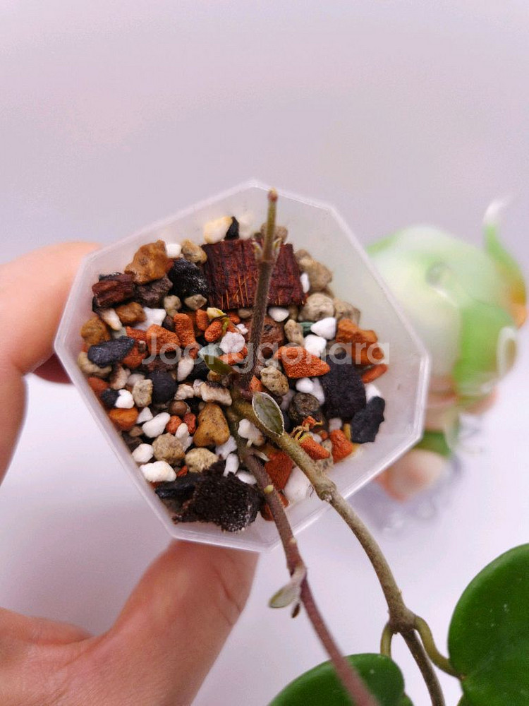 호야 마틸드 #no1--4