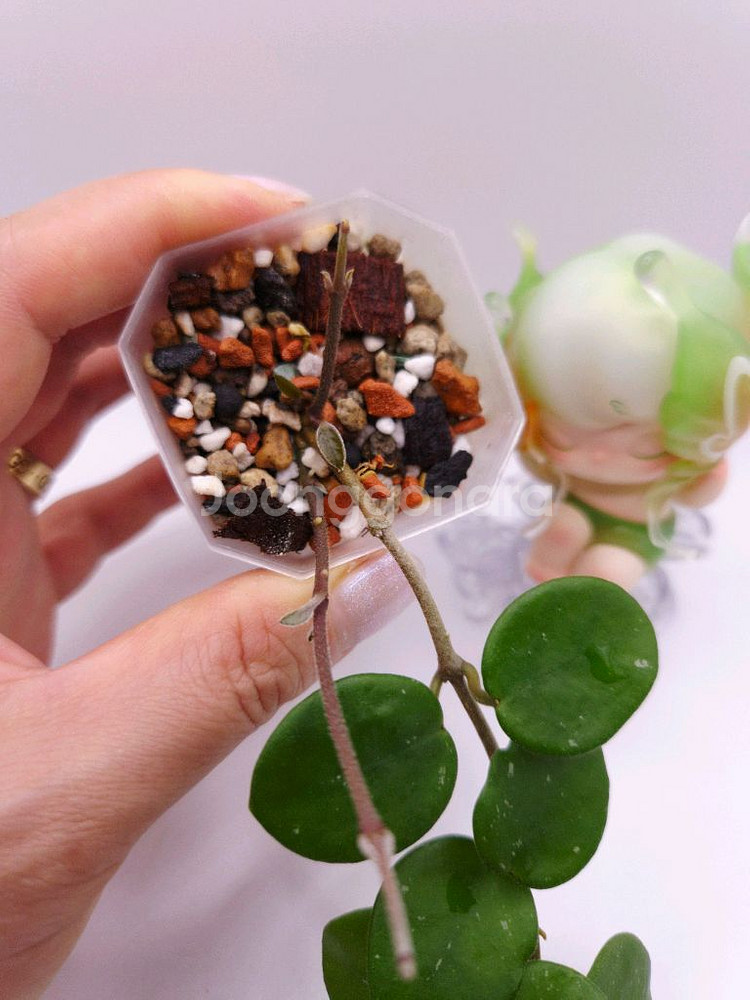 호야 마틸드 #no1--3