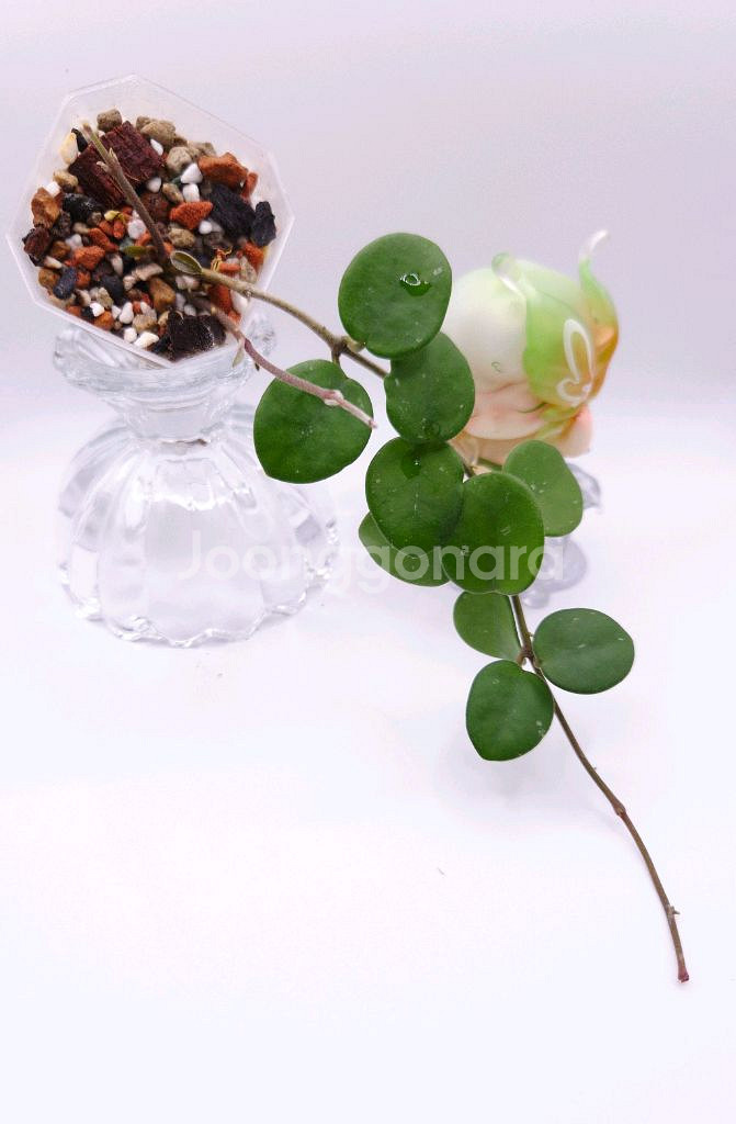 호야 마틸드 #no1--1