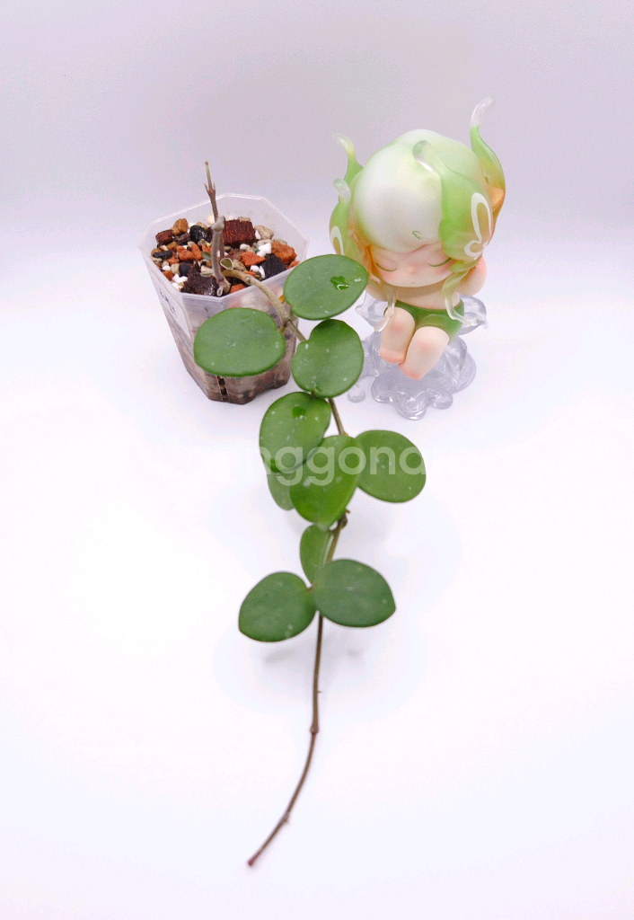 호야 마틸드 #no1--0