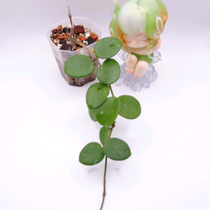 호야 마틸드 #no1