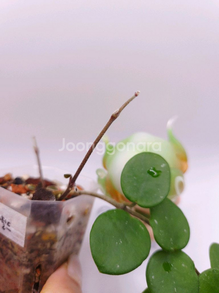 호야 마틸드 #no1--2