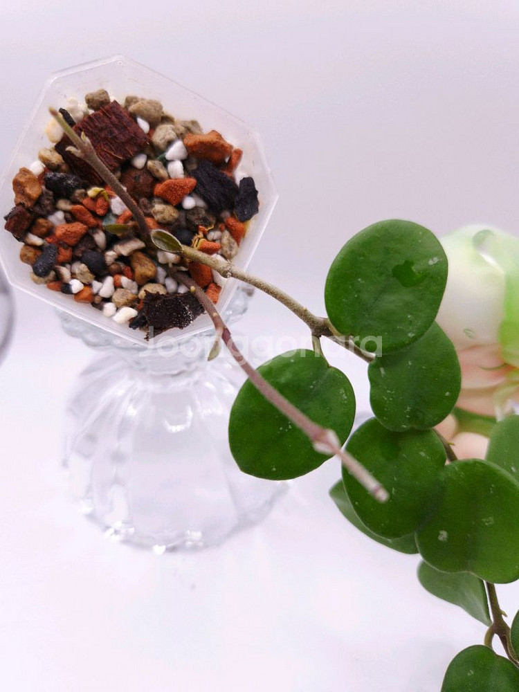 호야 마틸드 #no1--5