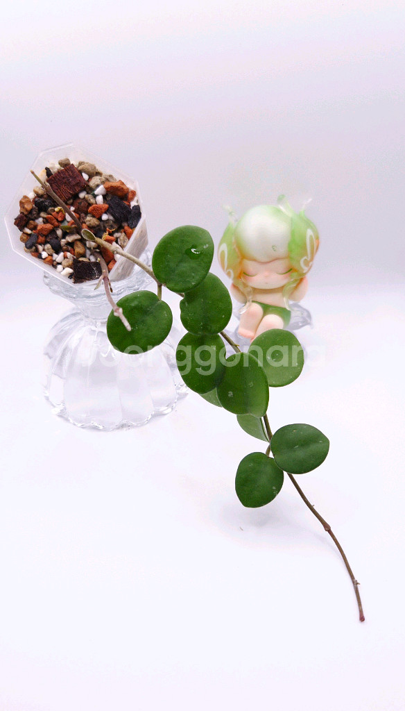 호야 마틸드 #no1--6