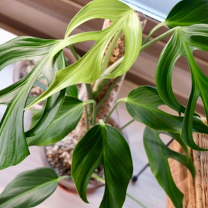 몬스테라 딜라체라타(버럴막스플레임)