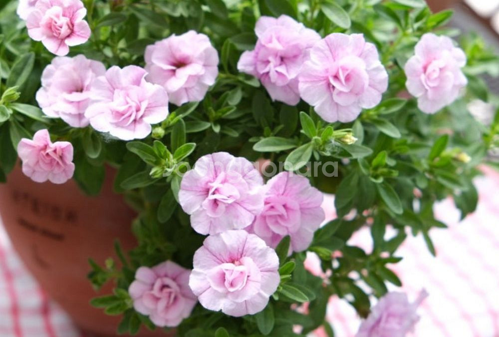 칼리브라코아 사쿠라--0