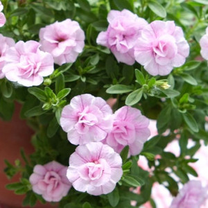 칼리브라코아 사쿠라