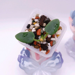 호야 리써피티카 #only1