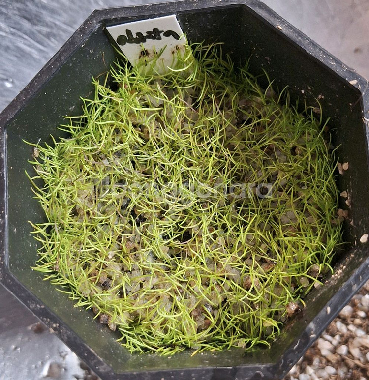 식충식물 귀개 분양합니다.--0