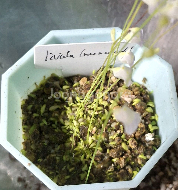 식충식물 귀개 분양합니다.--5