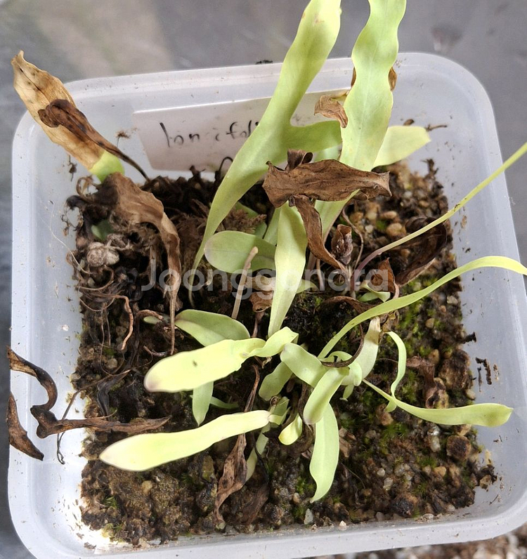 식충식물 귀개 분양합니다.--3