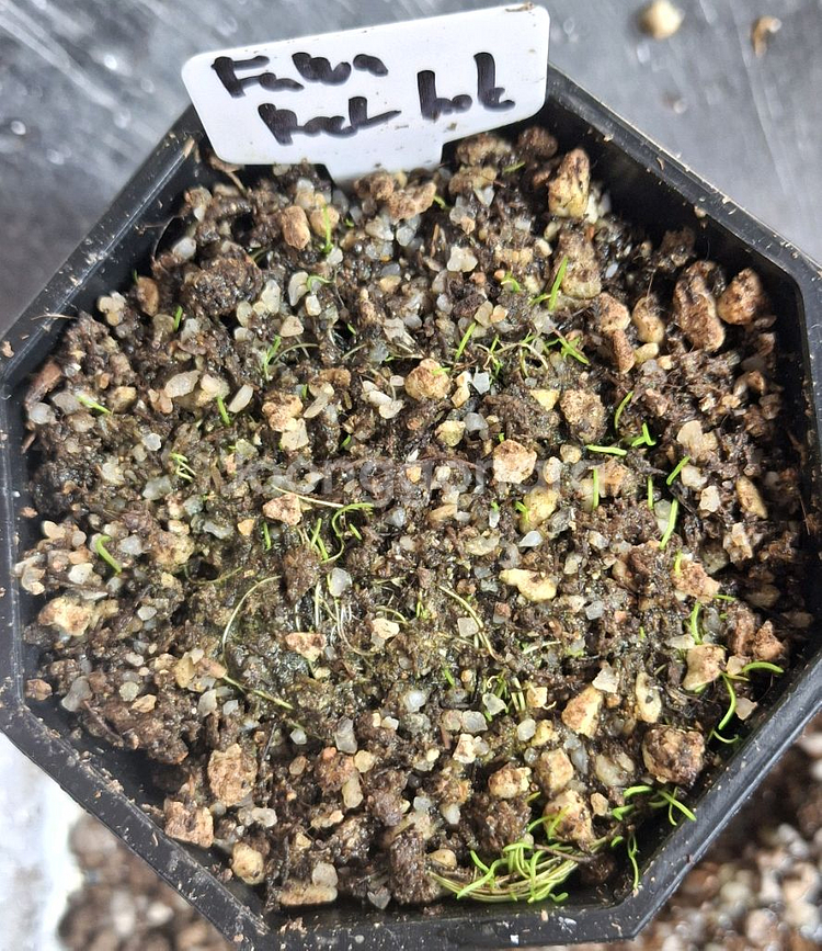 식충식물 귀개 분양합니다.--6