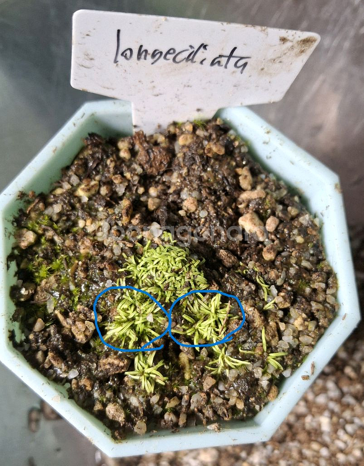 식충식물 귀개 분양합니다.--1