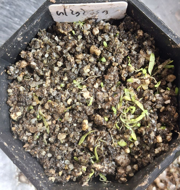 식충식물 귀개 분양합니다.--2