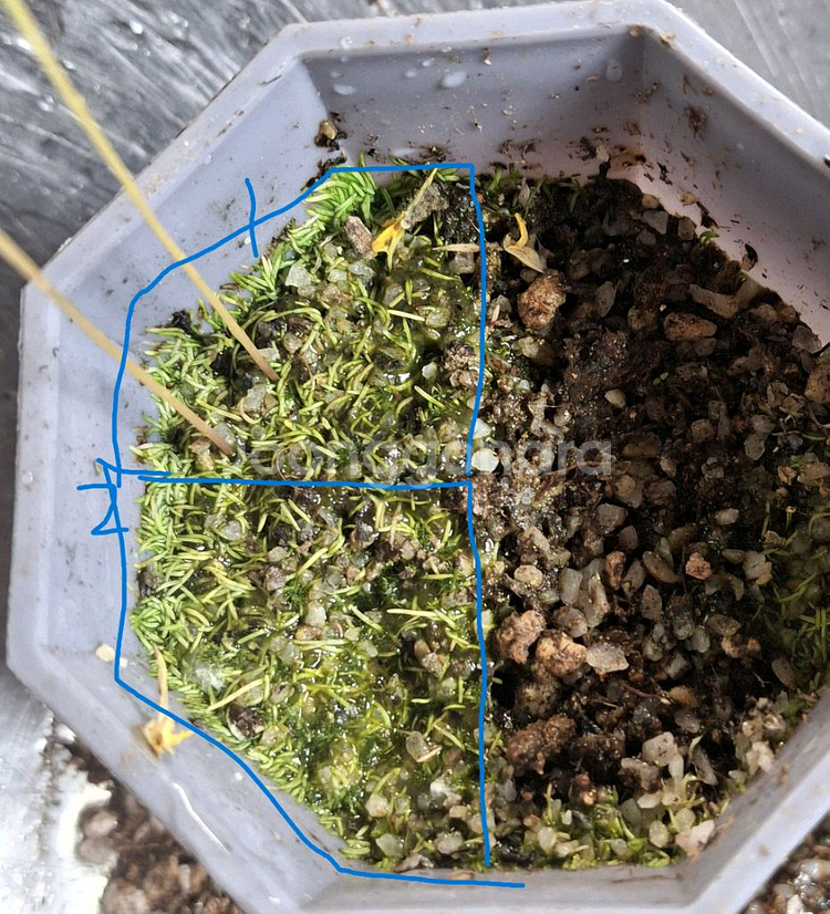 식충식물 귀개 분양합니다.--4